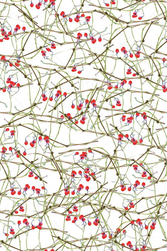 植物印花华亿平台图片