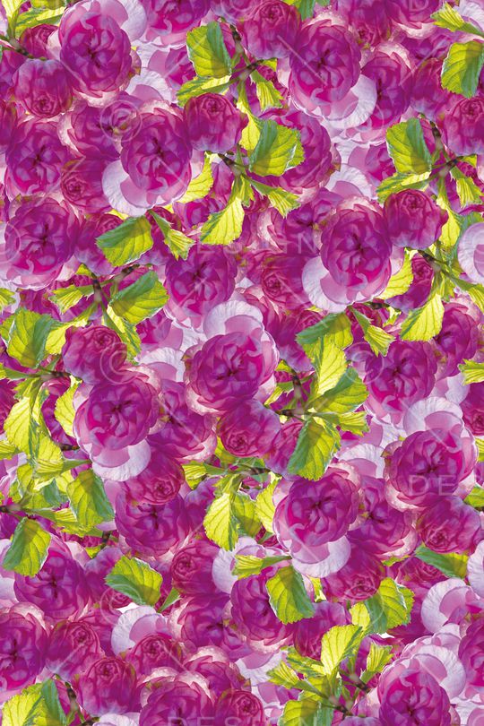 娇艳印花华亿平台图片