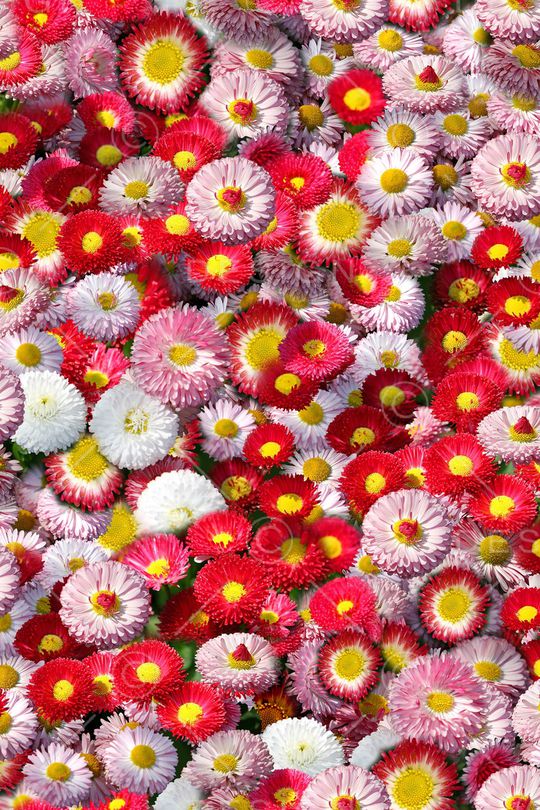 小碎花印花华亿平台图片