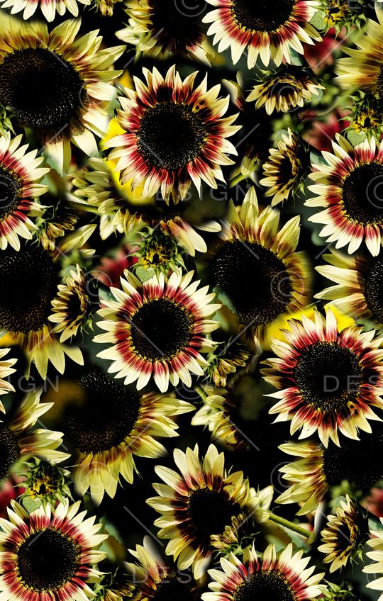 丝巾女装家纺印花华亿平台图片