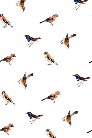 鹦鹉印花华亿平台图片