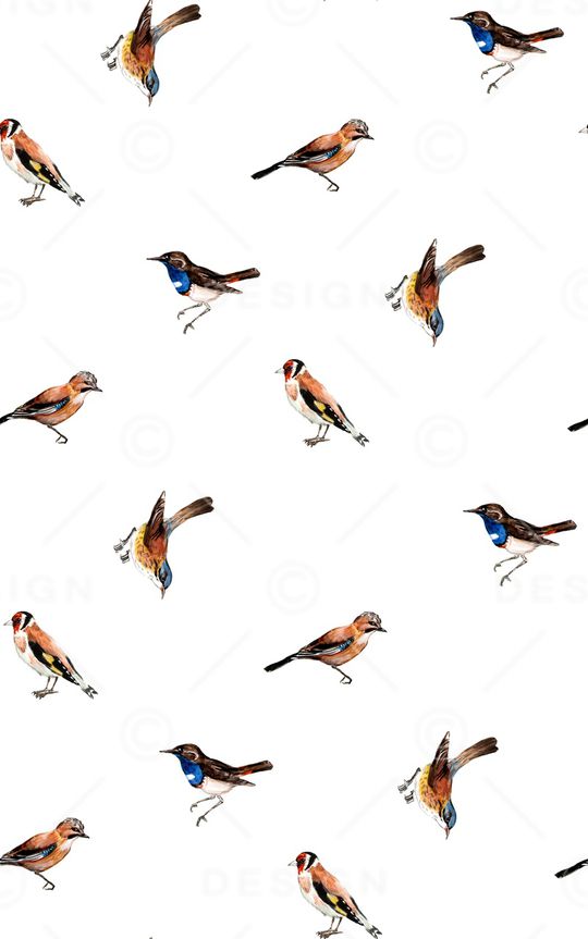 鹦鹉印花华亿平台图片