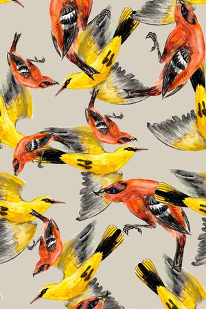 鹦鹉印花华亿平台图片