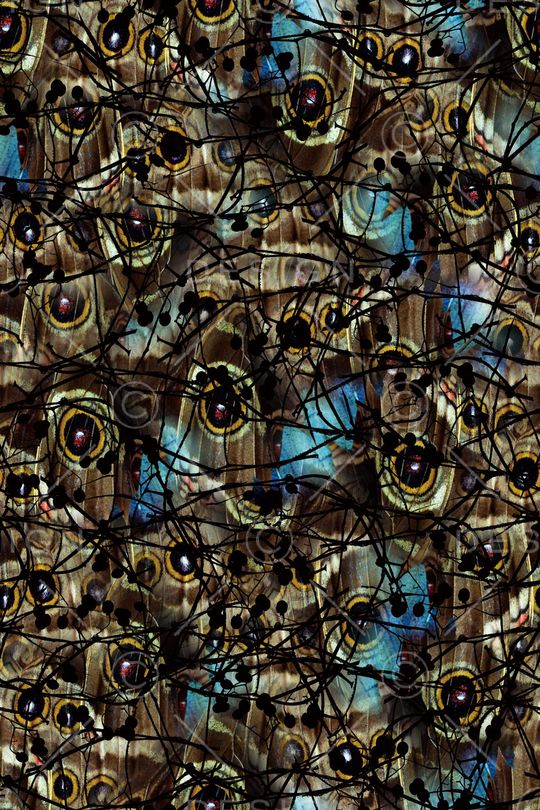 蝶衣印花华亿平台图片