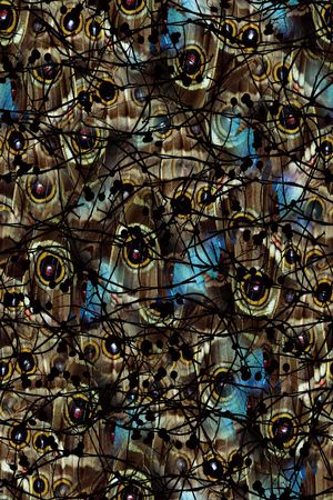 蝶衣印花华亿平台图片