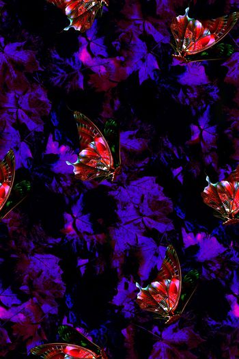 769191-蝶舞枫林02