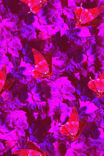 769192-蝶舞枫林03