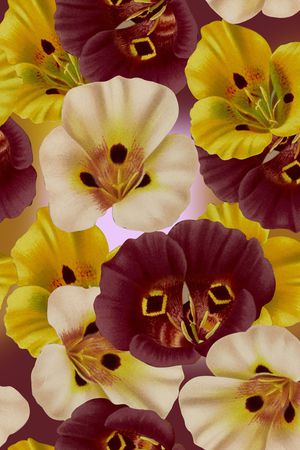 丝巾女装家纺印花华亿平台图片