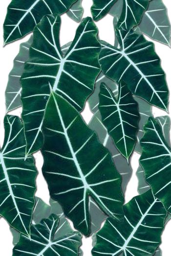 热带印花华亿平台图片