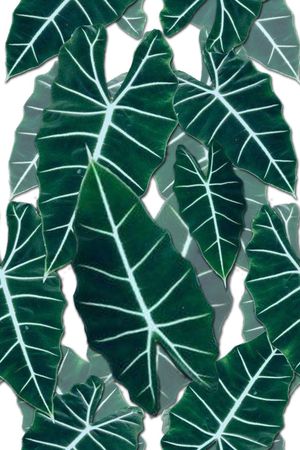 热带印花华亿平台图片