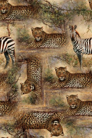 774346-虎皮斑马1