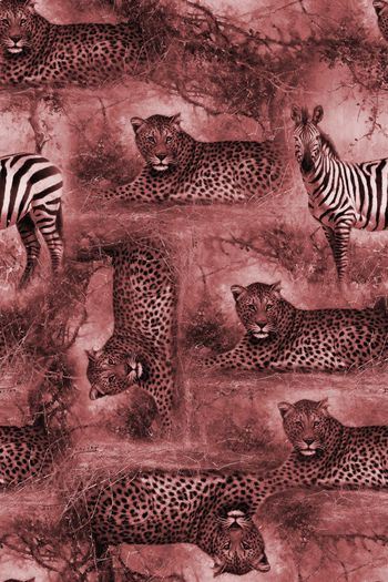 774347-虎皮斑马2