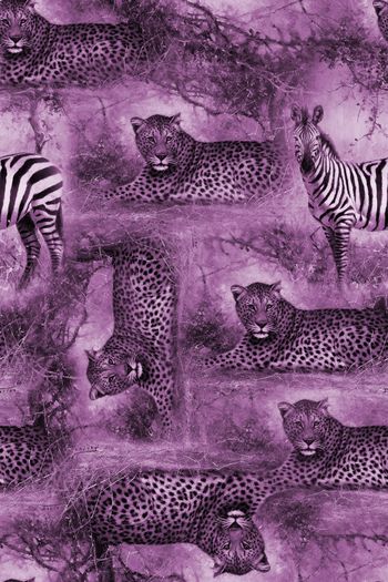 774348-虎皮斑马3