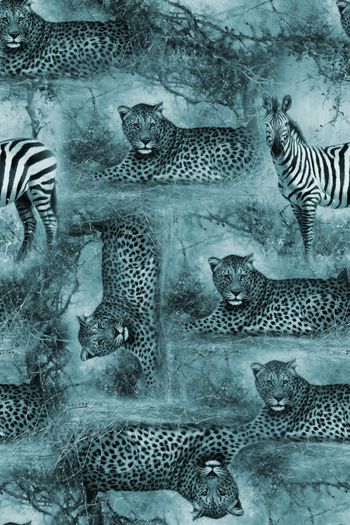 774349-虎皮斑马4