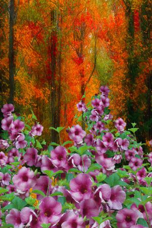 森林印花华亿平台图片