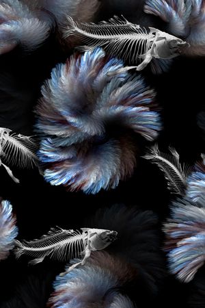 鱼骨印花华亿平台图片