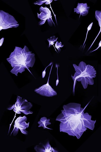 776589-透明乱花1