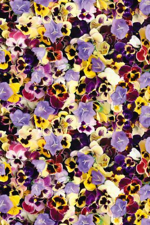 花朵印花华亿平台图片