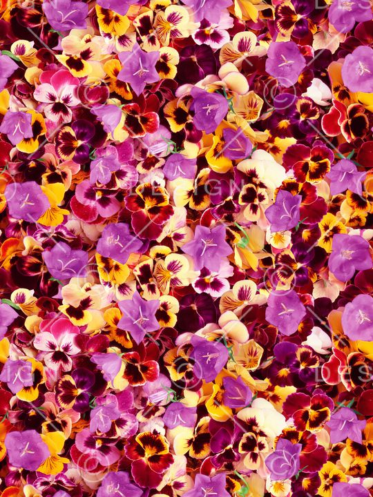 花朵印花华亿平台图片