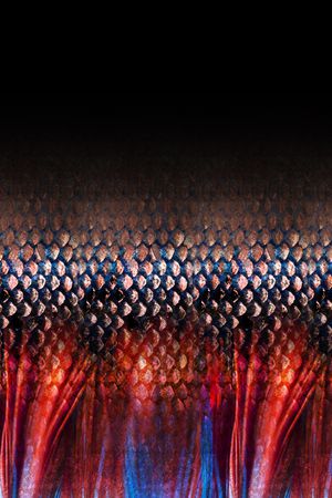 蛇纹印花华亿平台图片