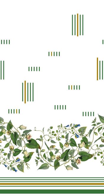 779584-白兰花藤B