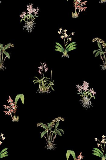 779585-黑底兰花小