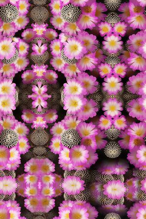 花朵印花华亿平台图片