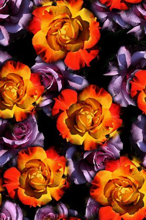 女装印花华亿平台图片