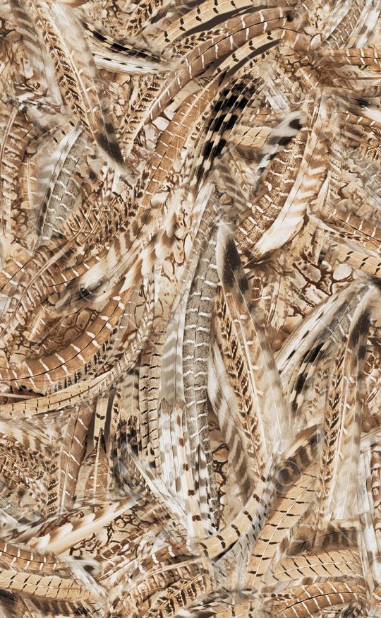 孔雀印花华亿平台图片