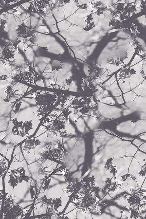 黑白印花华亿平台图片