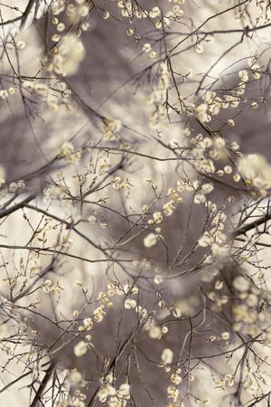 桃花印花华亿平台图片