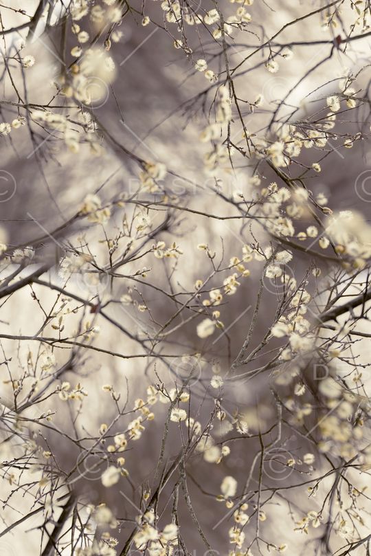 桃花印花华亿平台图片