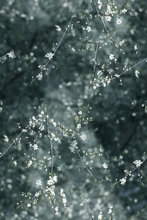 桃花印花华亿平台图片