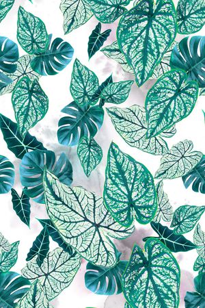 热带印花华亿平台图片