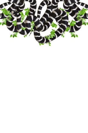 动物印花华亿平台图片