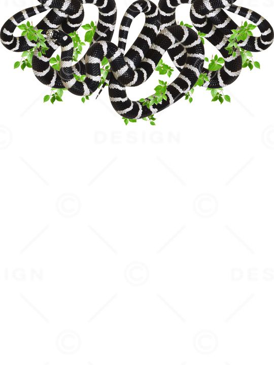 动物印花华亿平台图片