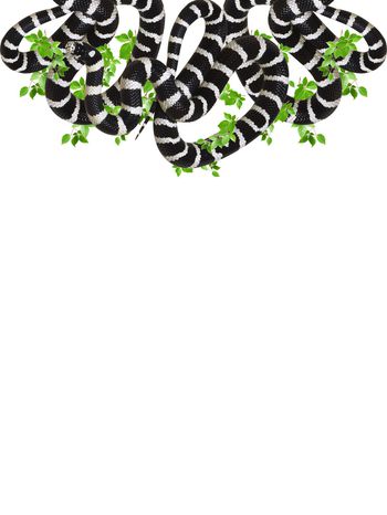 动物印花华亿平台图片