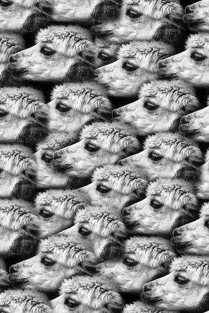 羊印花华亿平台图片