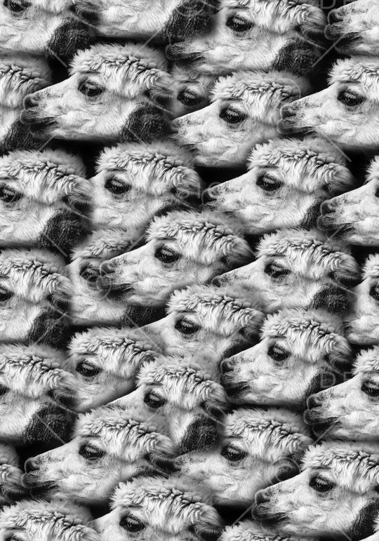 羊印花华亿平台图片