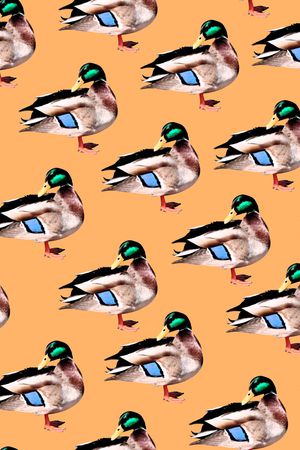 鸭子印花华亿平台图片