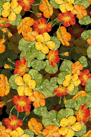 乱花印花华亿平台图片