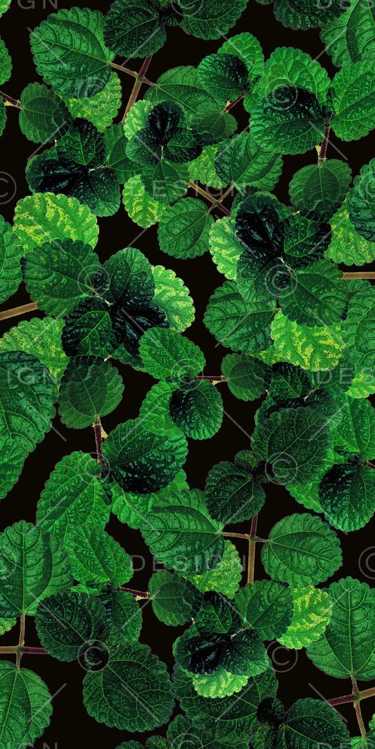 乱花印花华亿平台图片