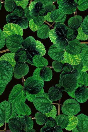 乱花印花华亿平台图片