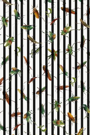 昆虫印花华亿平台图片