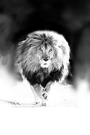 狮子印花华亿平台图片