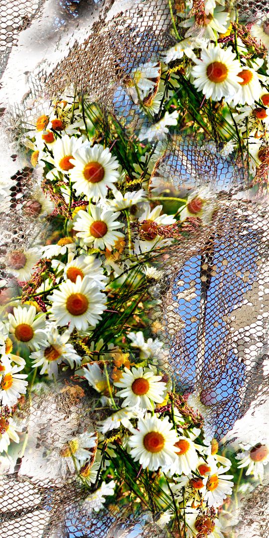 雏菊印花华亿平台图片