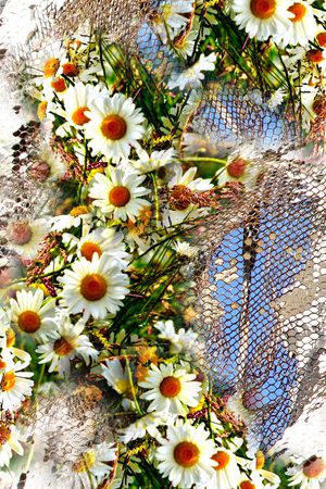 雏菊印花华亿平台图片