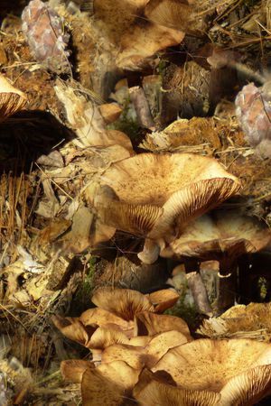 手绘花卉印花华亿平台图片