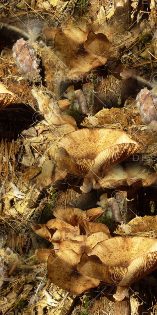 手绘花卉印花华亿平台图片