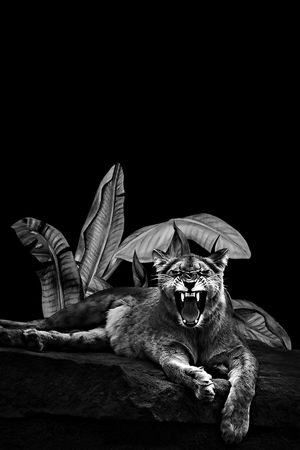 大树叶印花华亿平台图片